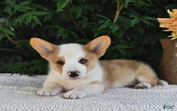 Welsh Corgi Pembroke dogs for sale: Thorne - Image 12