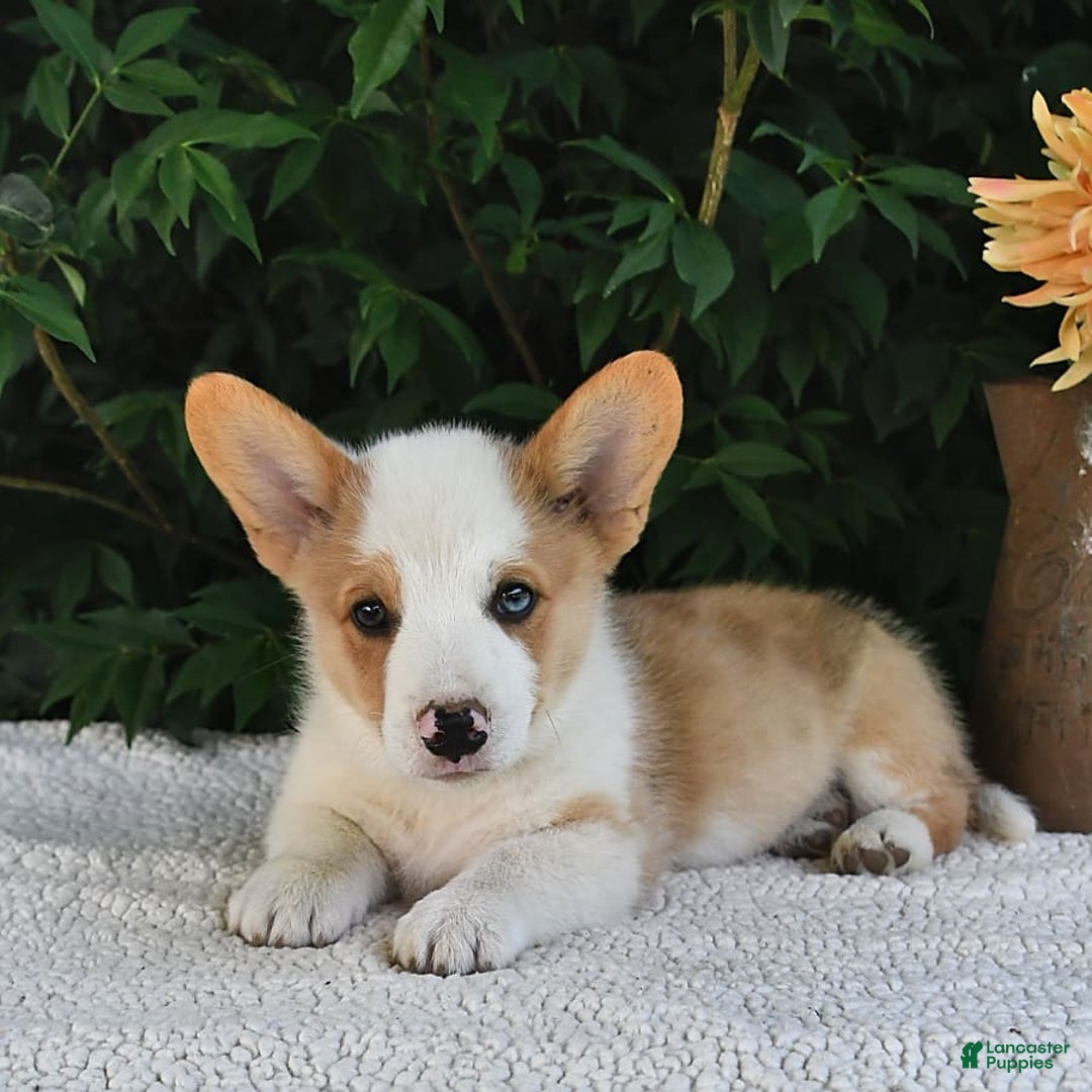 Welsh Corgi Pembroke dogs for sale: Thorne - Image 12