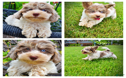 Havapoo dogs for sale: Daisy - Image 3
