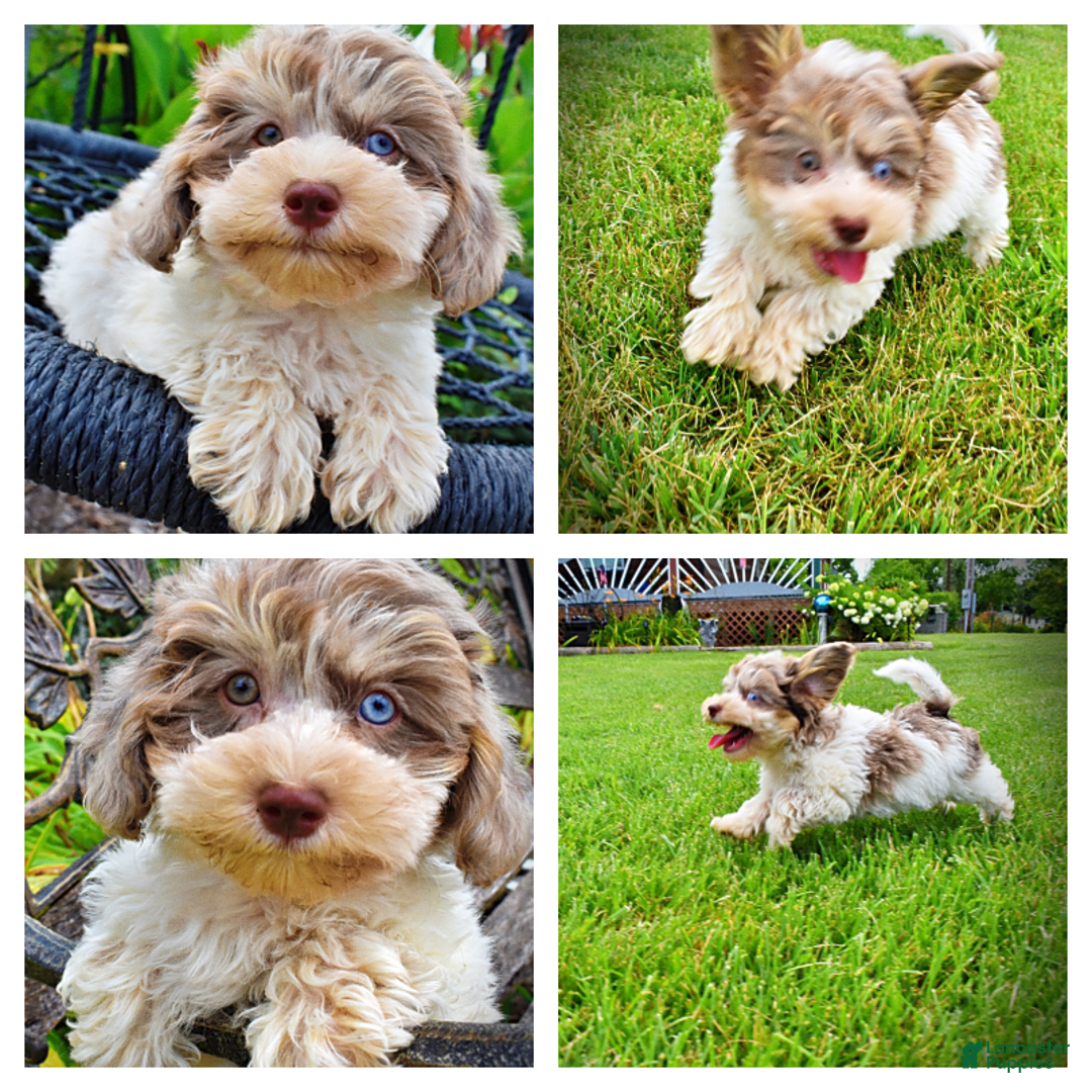 Havapoo dogs for sale: Daisy - Image 3