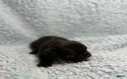 French Bulldog dogs for sale: Max - Image 7
