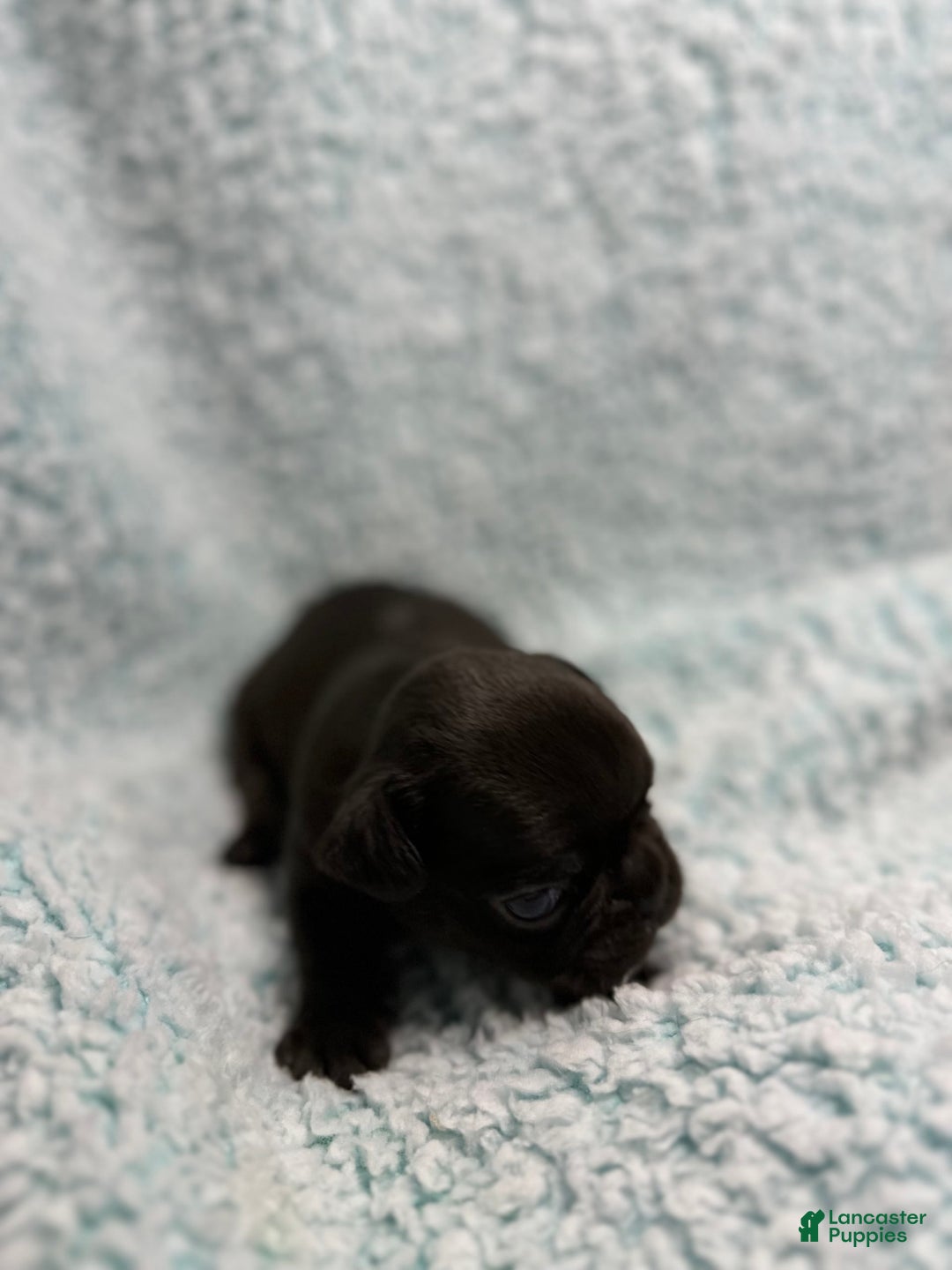 French Bulldog dogs for sale: Max - Image 7