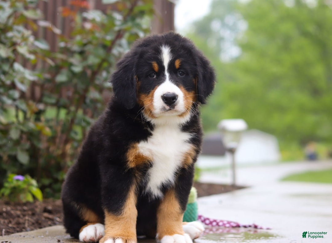 Bernese Mountain Dog dogs for sale: Katy - Image 4