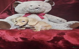 Miniature Dachshund dogs for sale: Butterbean - Image 2