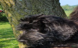 Labradoodle dogs for sale: Pistol - Image 4