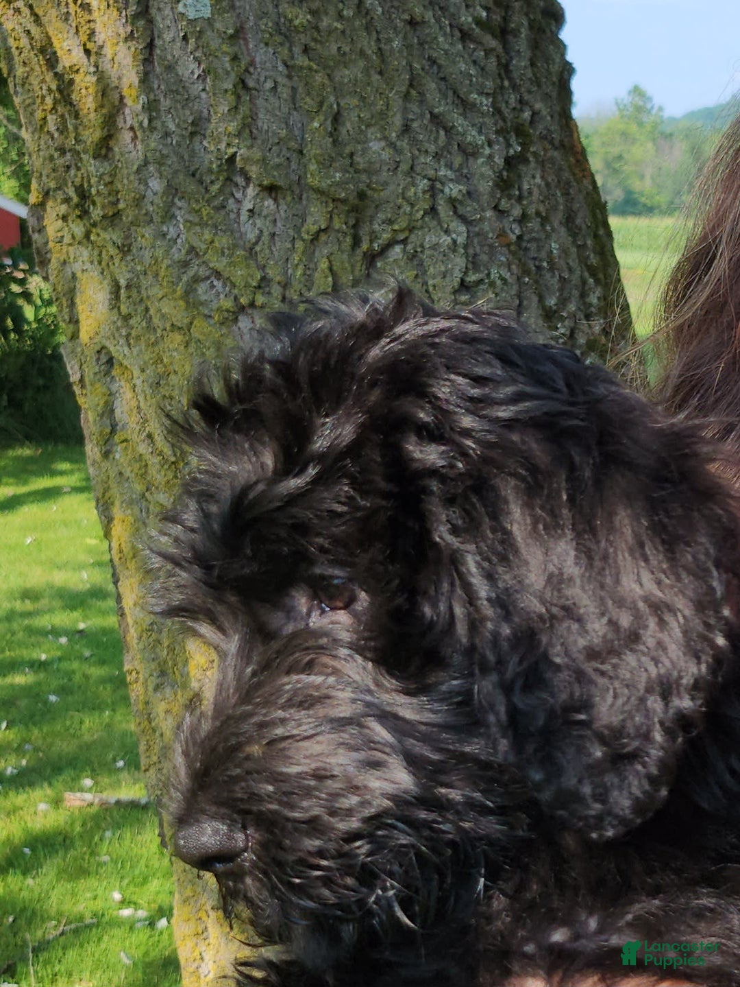 Labradoodle dogs for sale: Pistol - Image 4