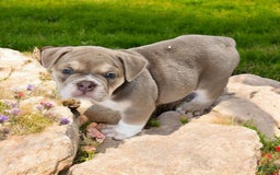 English Bulldog dogs for sale: Venus - Image 14