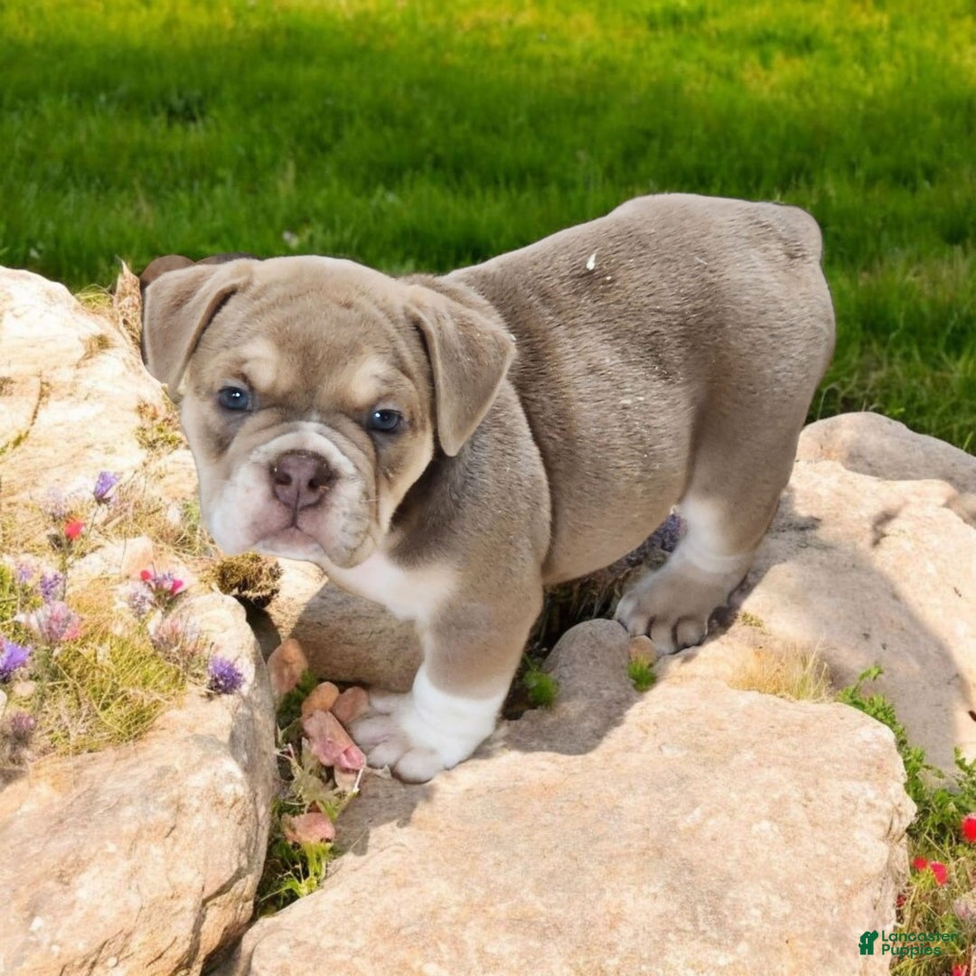 English Bulldog dogs for sale: Venus - Image 14