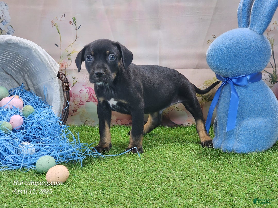 Catahoula Leopard Dog dogs for sale: Juliet 2025 M8 Catahoula Puppy - Image 8