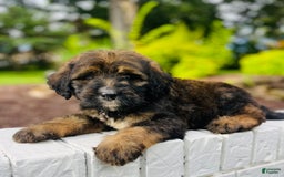 Bernedoodle dogs for sale: 💗 Coconut Bean - Image 5