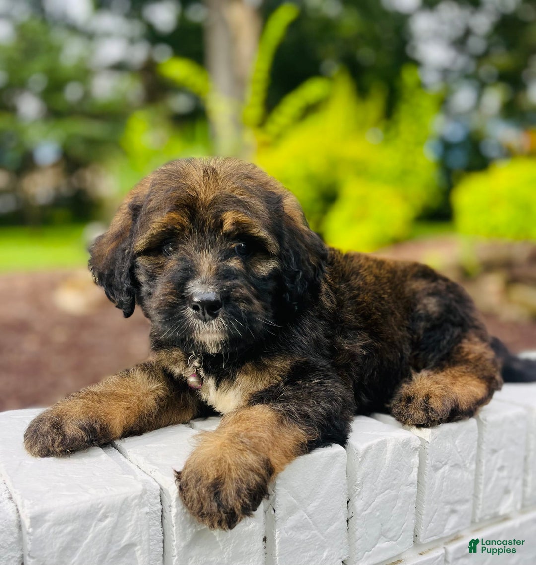 Bernedoodle dogs for sale: 💗 Coconut Bean - Image 5