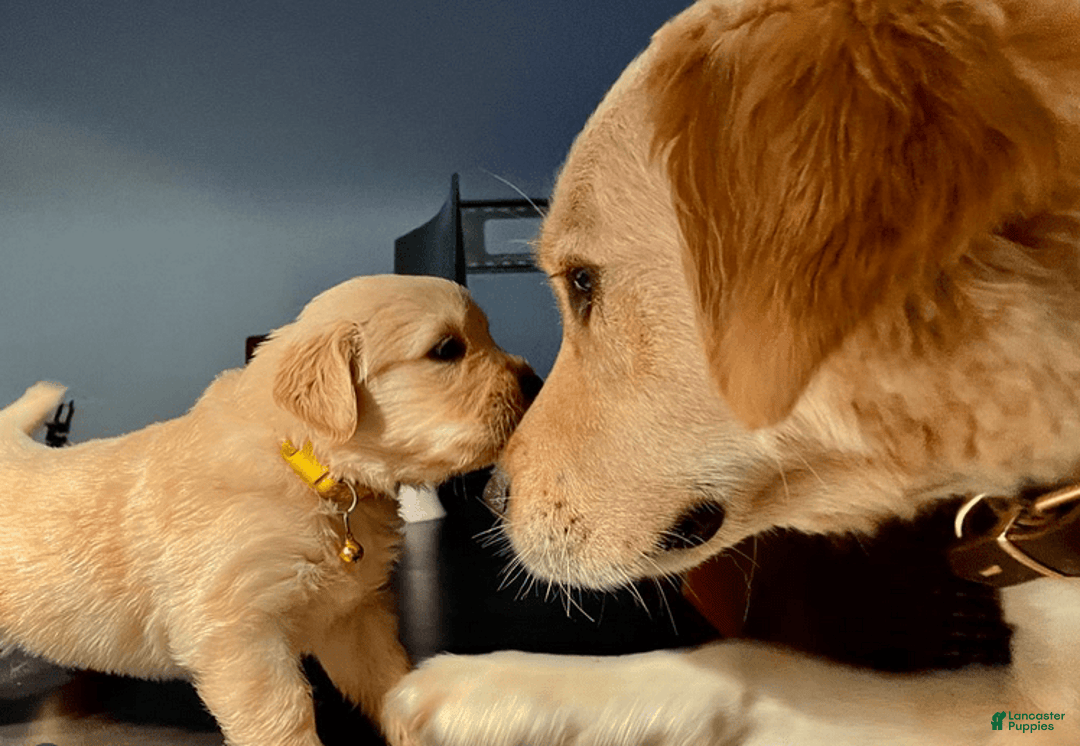 Golden Retriever dogs for sale: Alex - Image 2