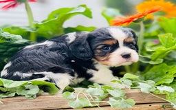 Cavalier King Charles Spaniel dogs for sale: Rhoda - Image 5