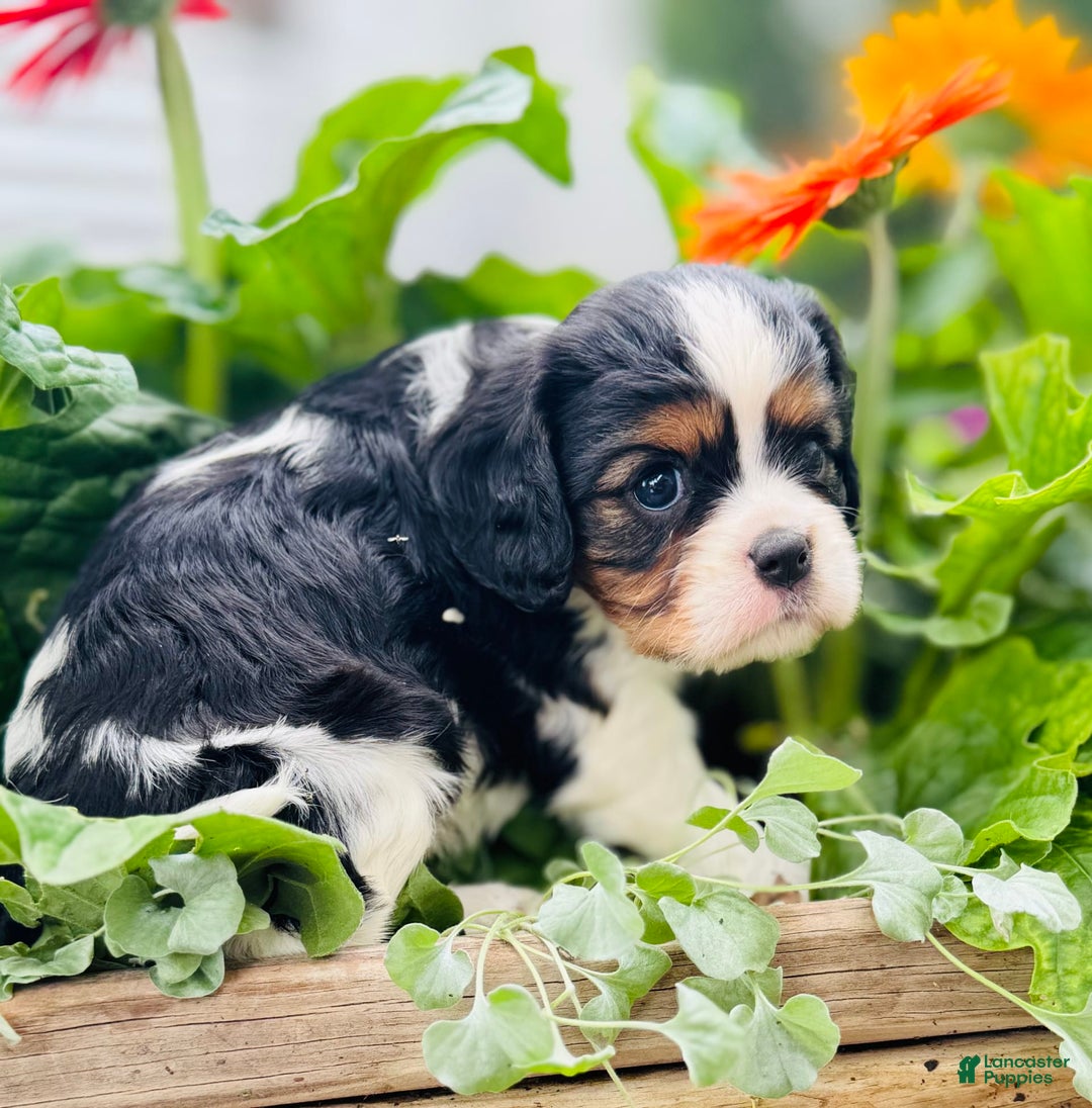 Cavalier King Charles Spaniel dogs for sale: Rhoda - Image 5