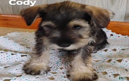 Miniature Schnauzer dogs for sale: Cody - Image 4