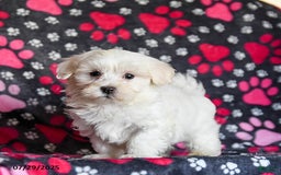 Maltese dogs for sale: Nestle - Image 1
