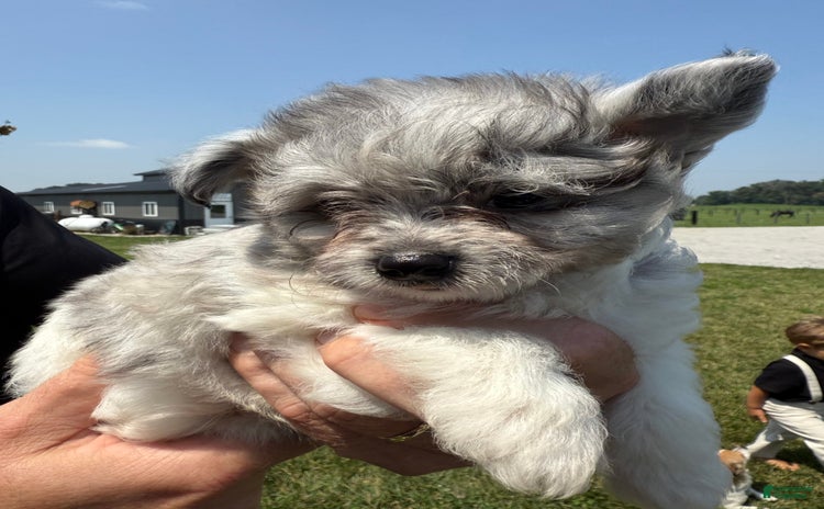 Pomapoo dogs for sale - Ad 3