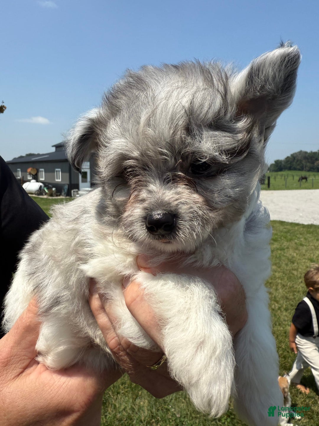 Pomapoo dogs for sale: Mason - Image 1