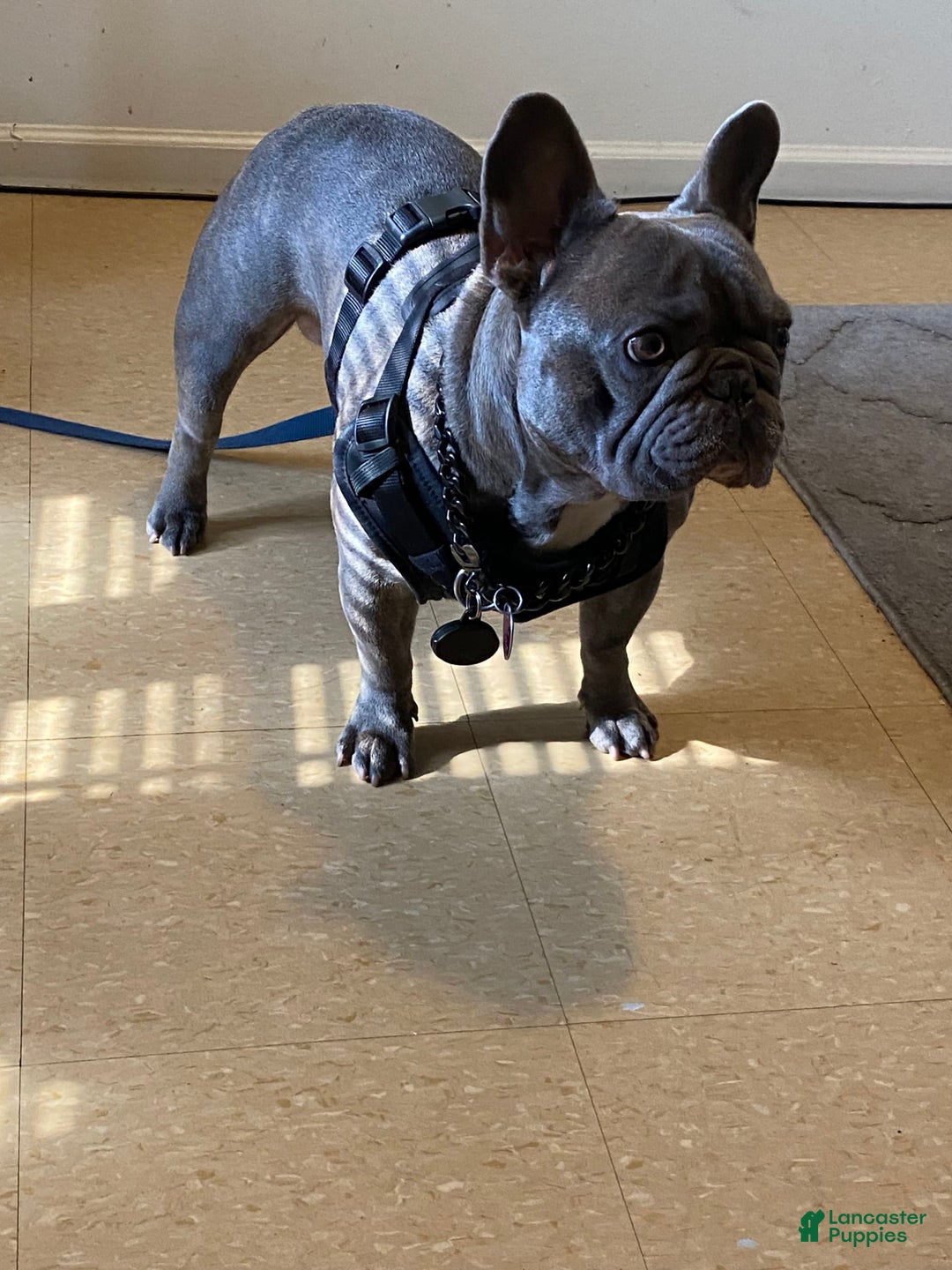 French Bulldog dogs for stud: Plumber - Image 5