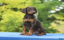 Doberman Pinscher dogs for sale: Ranger - Image 5