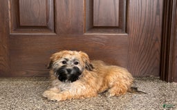 Havanese dogs for sale: Todd - Image 2