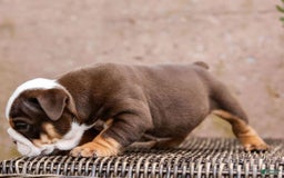 English Bulldog dogs for sale: Bridget - Image 13