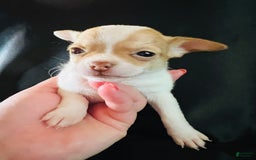 Chihuahua dogs for sale: Penelope - Blue Eyed Dual Pedigreed - Image 3