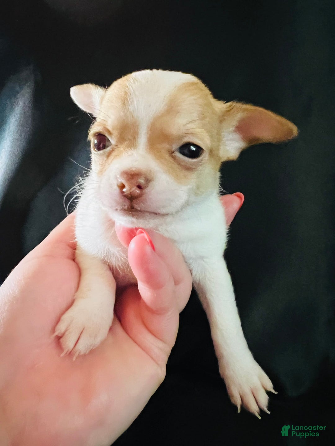 Chihuahua dogs for sale: Penelope - Blue Eyed Dual Pedigreed - Image 3
