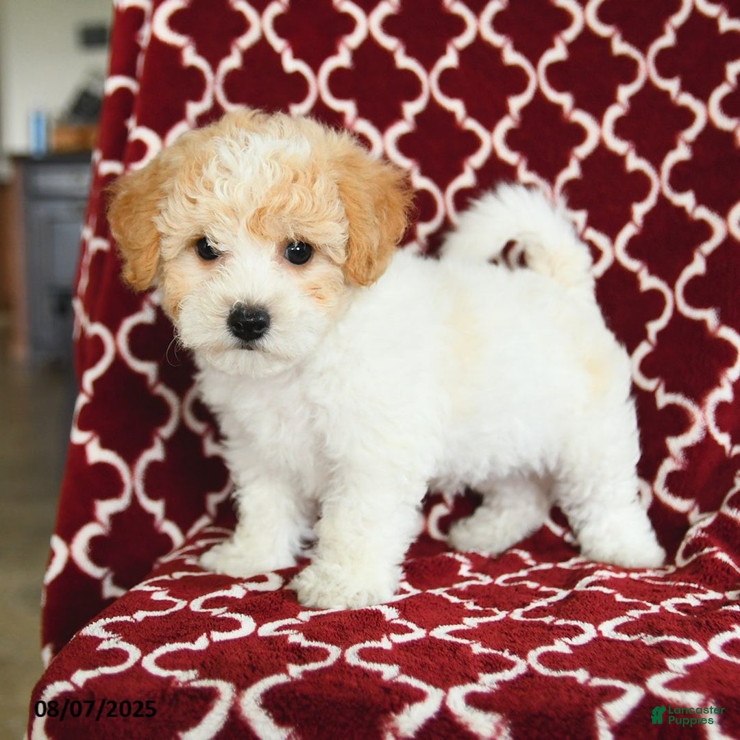 Yochon dogs for sale: Rosie House Raised - Image 5