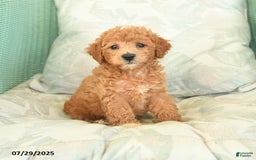 Miniature Poodle dogs for sale: Toto - Image 2
