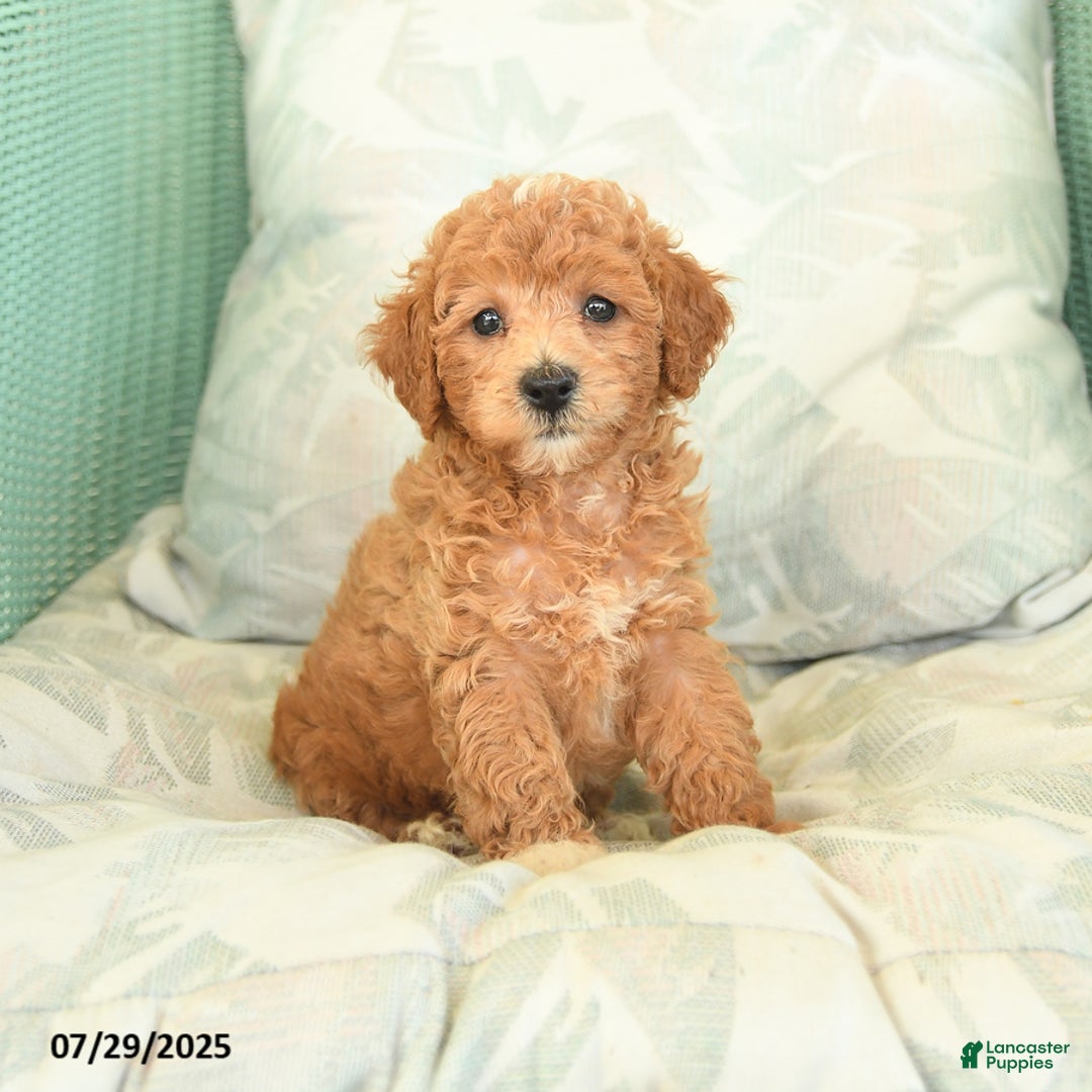 Miniature Poodle dogs for sale: Toto - Image 2
