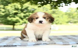 Great Pyrenees dogs for sale: Lion - Image 2