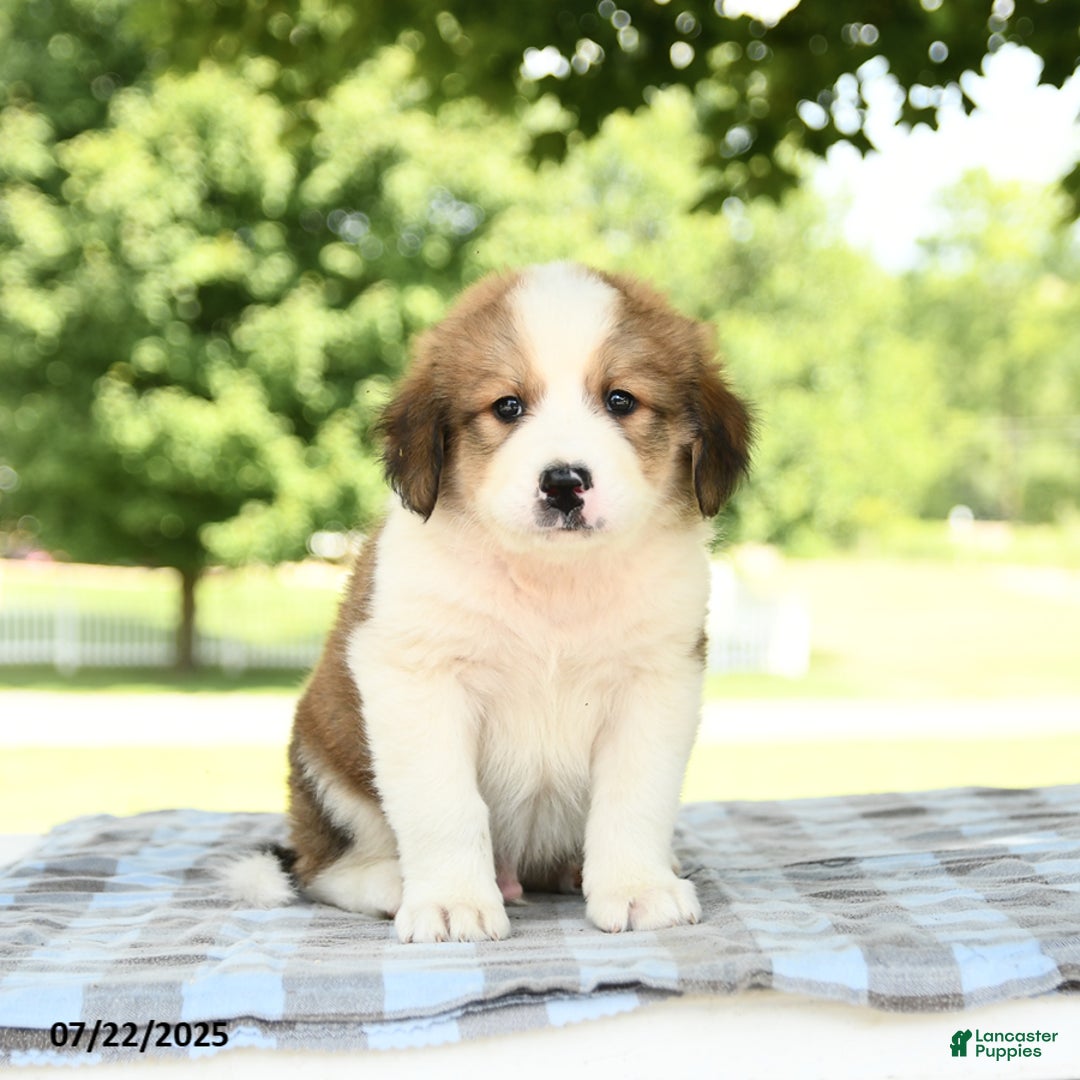 Great Pyrenees dogs for sale: Lion - Image 2