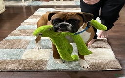 Boxer dogs for sale: Gracie - Image 6