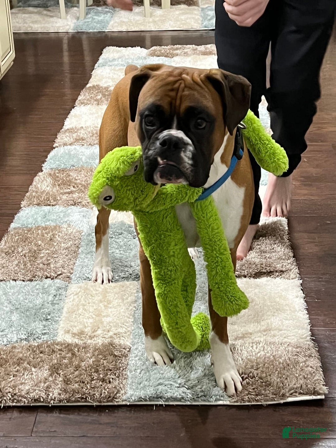 Boxer dogs for sale: Gracie - Image 6