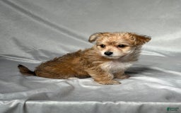 Bichpoo dogs for sale: Lizzy - Image 1