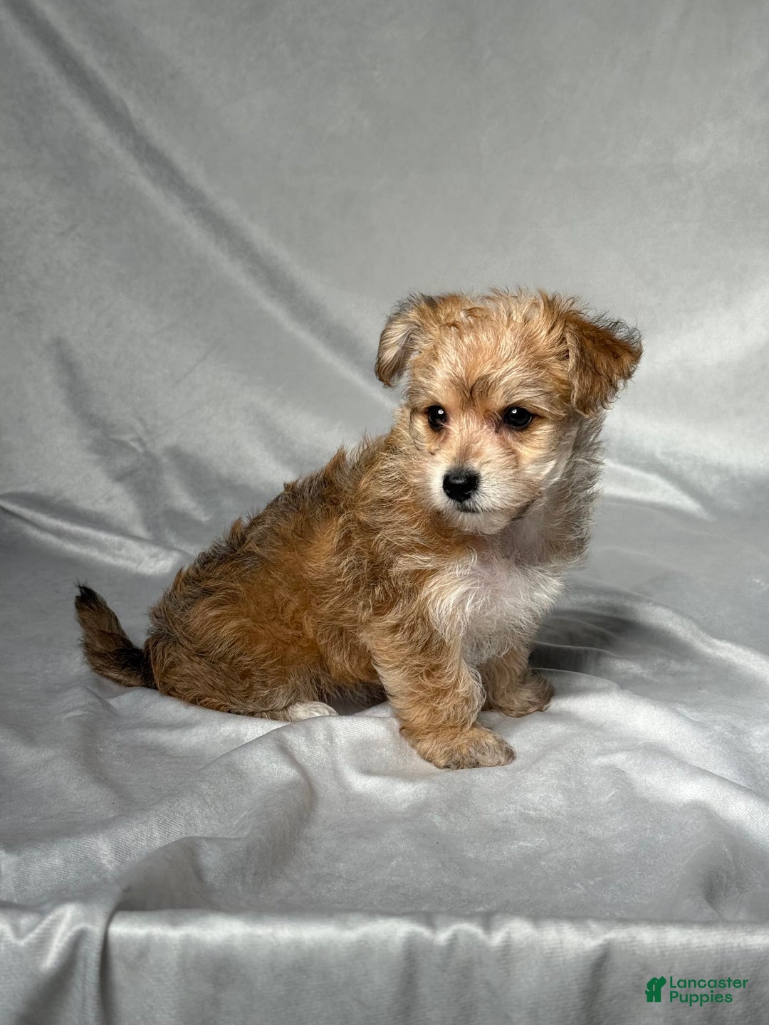 Bichpoo dogs for sale: Lizzy - Image 1