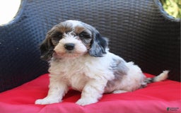 Mini Goldendoodle dogs for sale: Tyler - Image 3