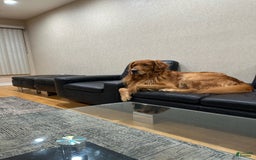 Golden Retriever dogs for sale: Astreae - Image 4