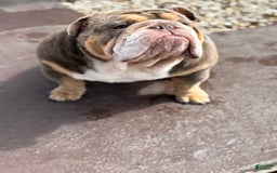 English Bulldog dogs for sale: Al capone - Image 4