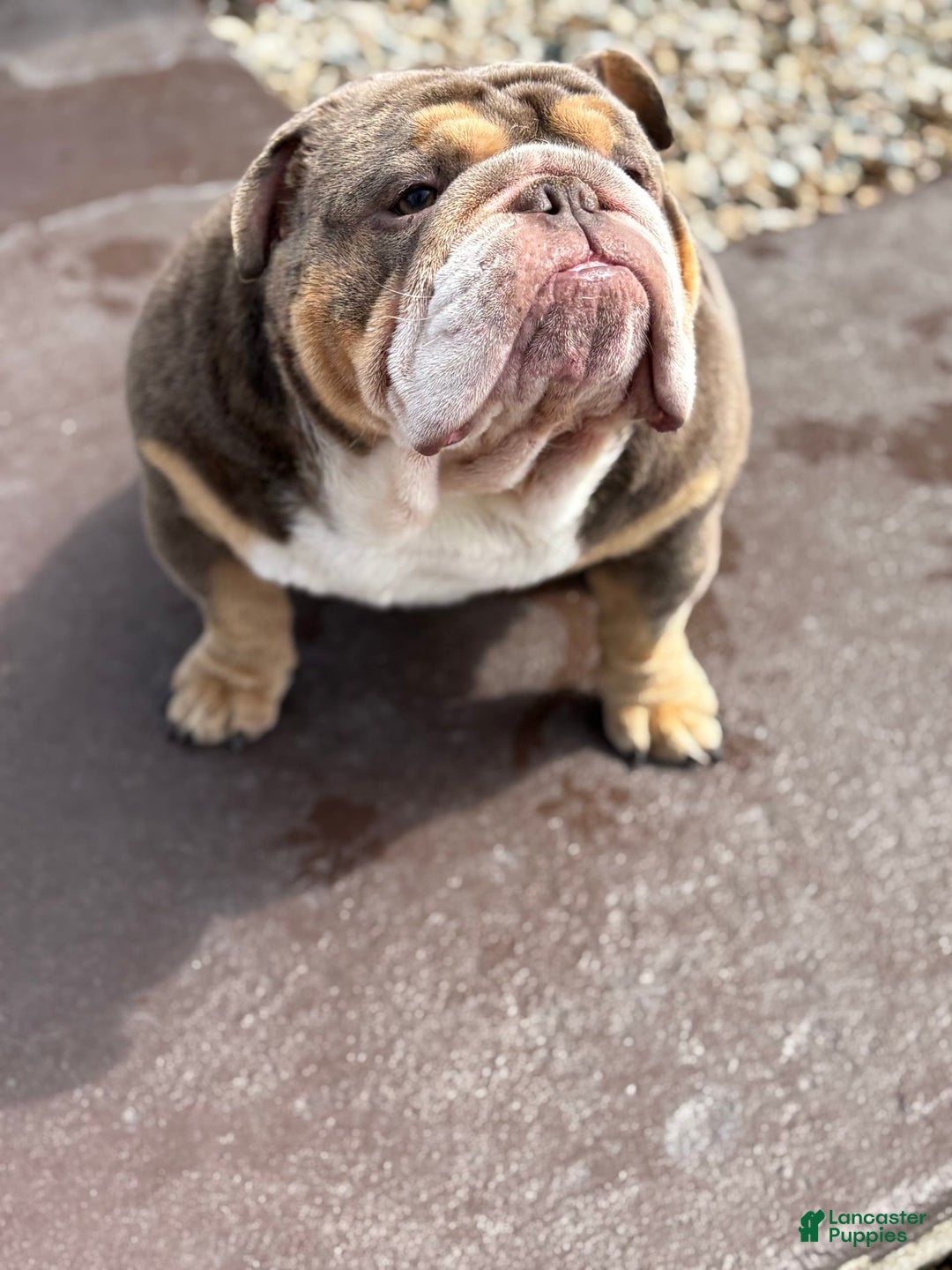 English Bulldog dogs for sale: Al capone - Image 4