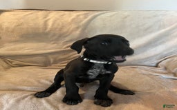 German Shepherd dogs for sale: Dexter - Image 1
