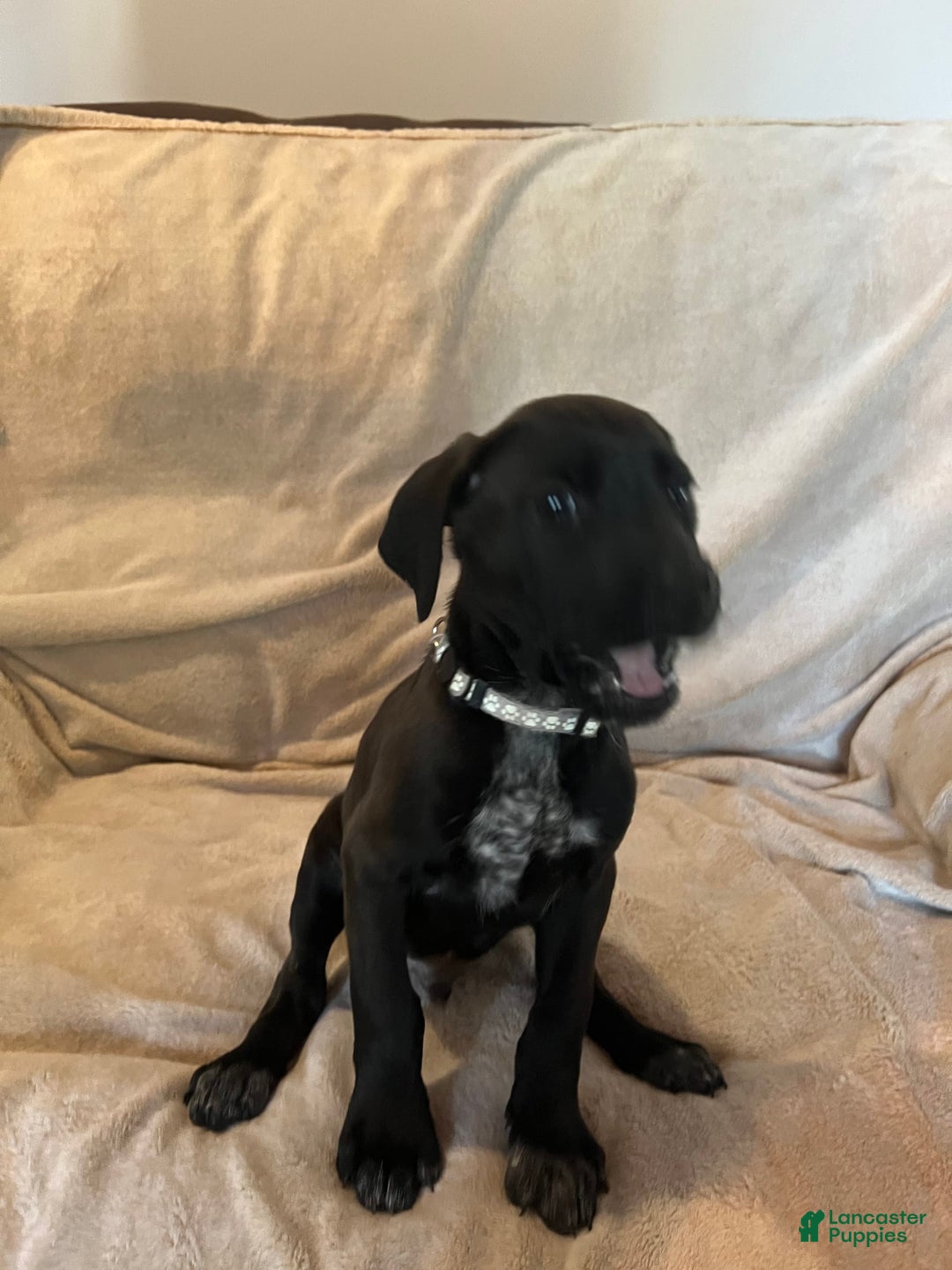 German Shepherd dogs for sale: Dexter - Image 1