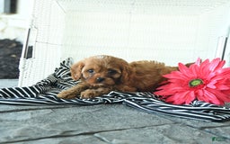 Cavapoo dogs for sale: Nixon - Image 5