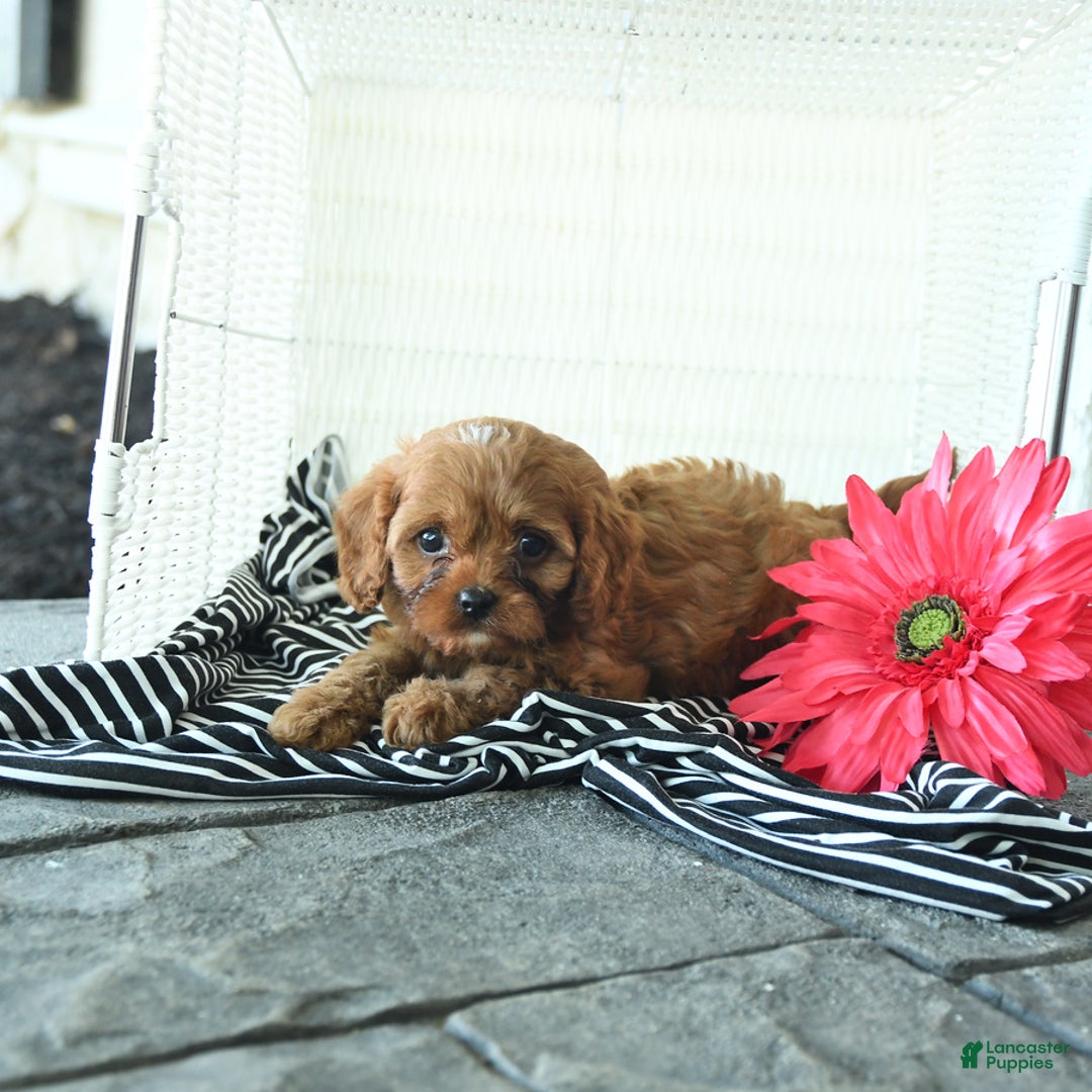 Cavapoo dogs for sale: Nixon - Image 5
