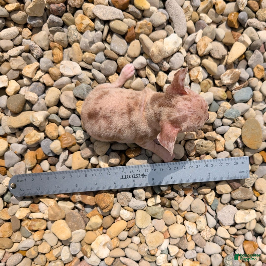 Chihuahua dogs for sale: Sweat Pea - Image 1