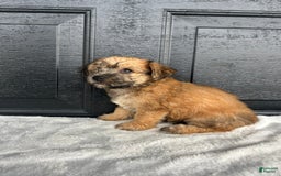 Yochon dogs for sale: Bess - Image 2