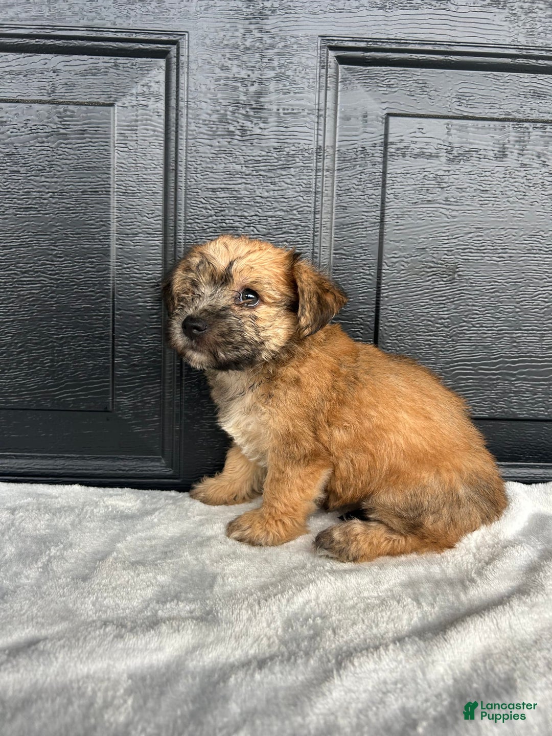 Yochon dogs for sale: Bess - Image 2