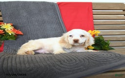 Cocker Spaniel dogs for sale: Pogo - Image 10