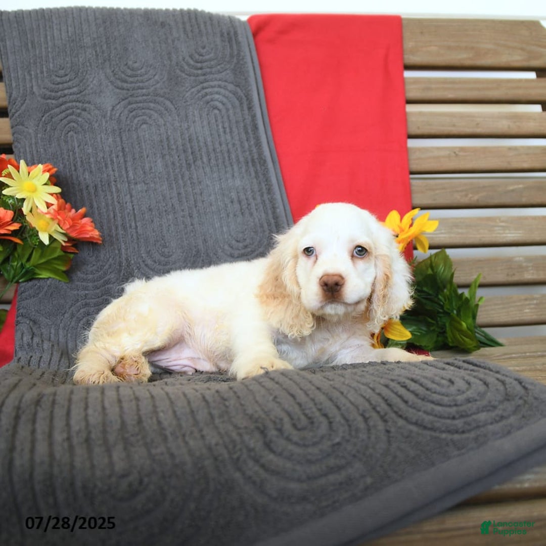 Cocker Spaniel dogs for sale: Pogo - Image 10